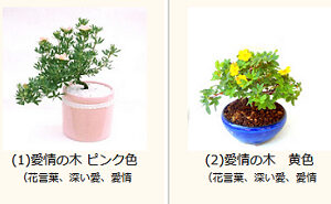 花咲くミニ盆栽