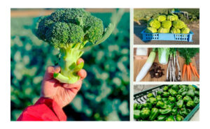 心と体にやさしい贈り物♪「旬の野菜の詰め合わせ」当たる！