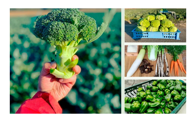 心と体にやさしい贈り物♪「旬の野菜の詰め合わせ」当たる！