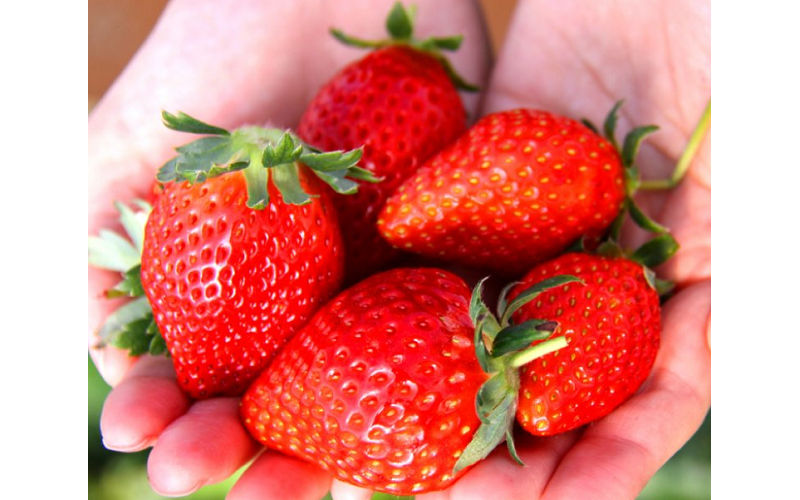 春のご褒美！東京・国分寺産「完熟紅ほっぺイチゴ」が当たるチャンス！